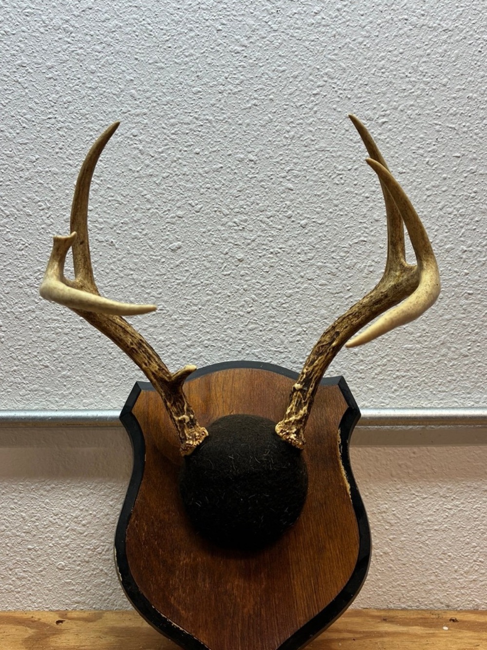 Mounted Deer Antlers Plaque - Natural Brown and Cream